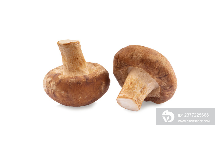 Shiitake mushroom on the White background