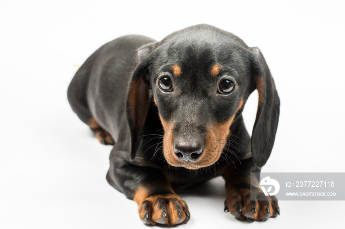 Portrait of black puppy dachshund with sad look over white backg