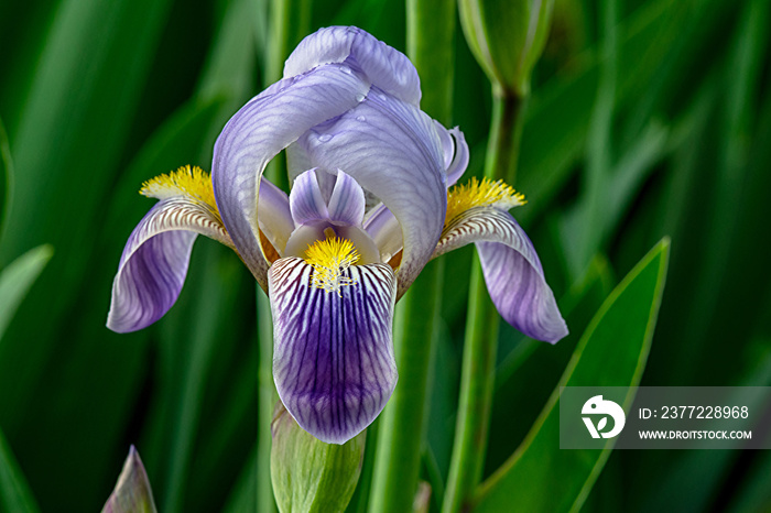 Iris Germanica Profile