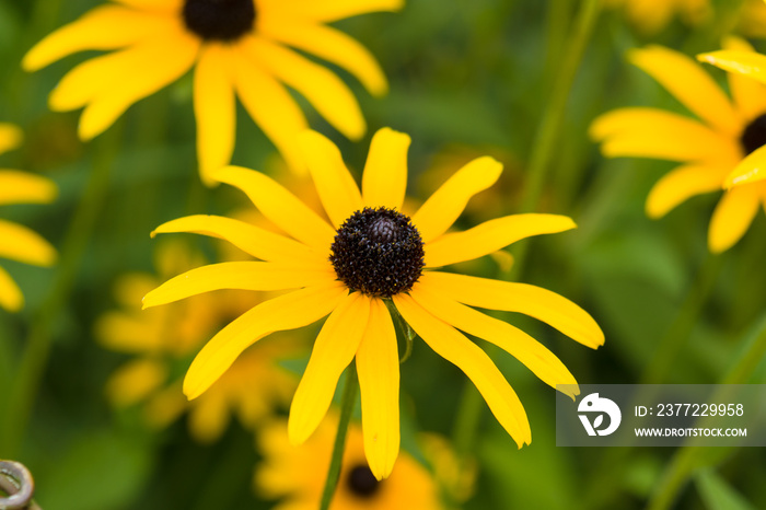 Yellow flower. Rudbeckia fulgida sullivantii Goldsturm