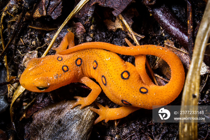 Orange Newt