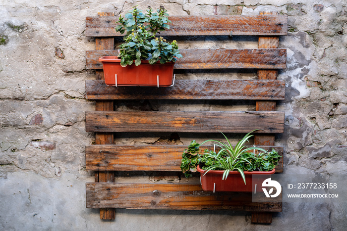 Vertical plants garden hanging on a wooden pallet with a cement wall on the back