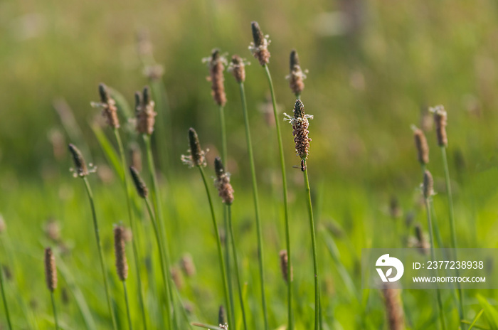 Spitzwegerich (Plantago lanceolata)