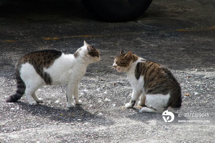 睨み合う二匹の猫