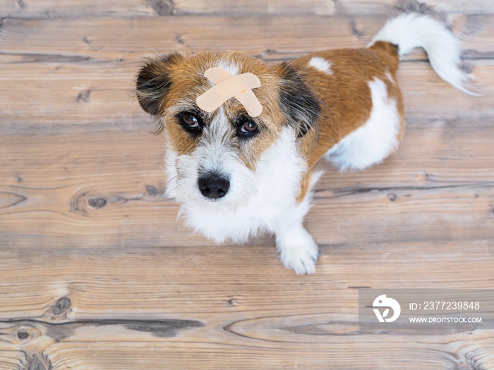 Hund mit Pflaster auf dem Kopf, Verletzung, Krankheit, Tierarzt