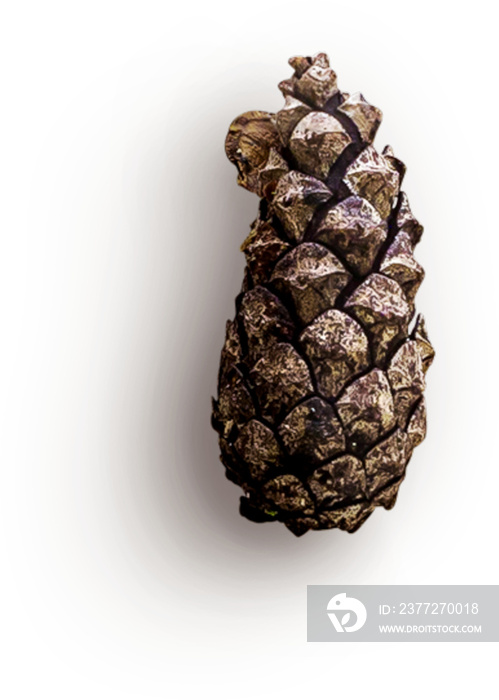 Pinecone