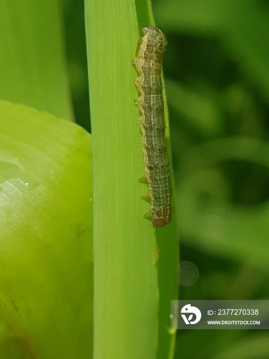 The fall armyworm, Spodoptera frugiperda, is a lepidopteran pest that feeds in large numbers on the 