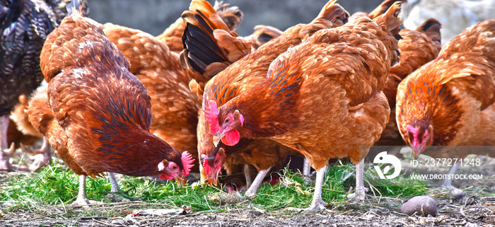 Chickens on traditional free range poultry farm