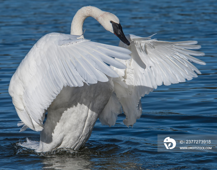 Trumpeter Swan