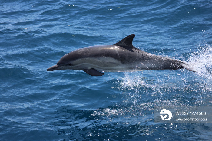 dolphin jumping out of water