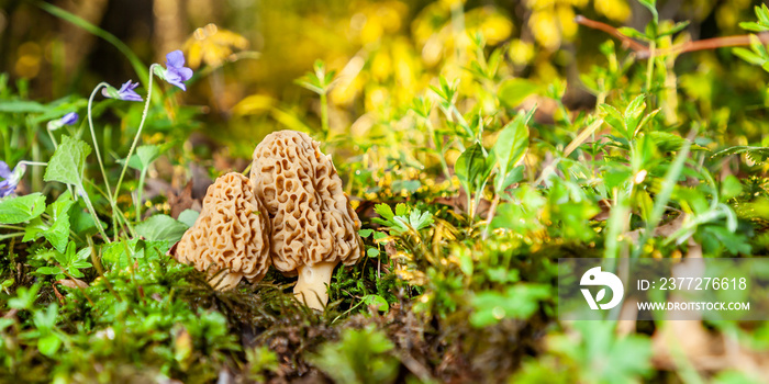 森林地面上的Morel Mushrooms