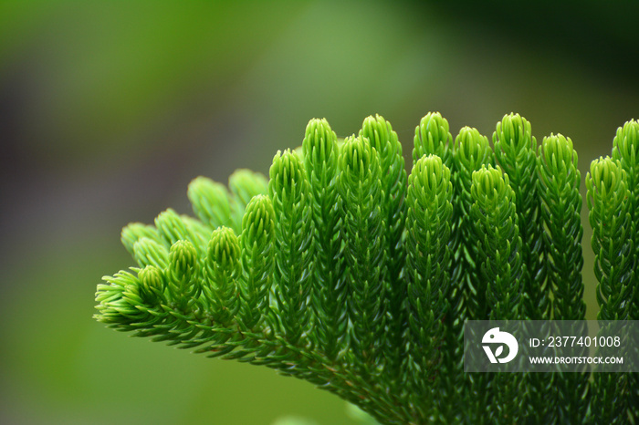 Close-up leaf araucaria heterophylla