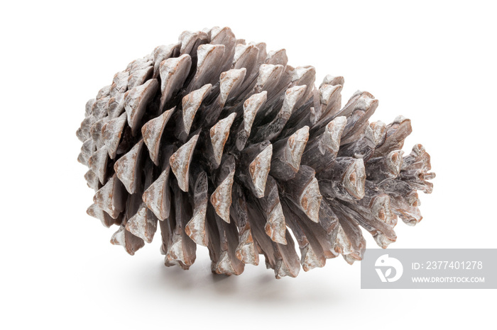 Christmas pine cone on white background.