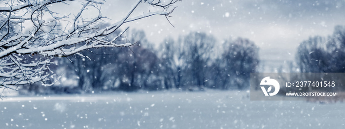 Winter landscape is a snowy tree branch near the river during snowfall. Snowfall in the field