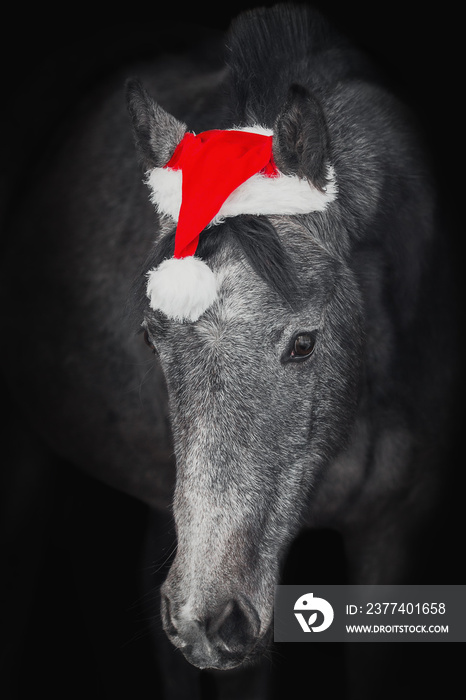 Christmas portrait of a horse