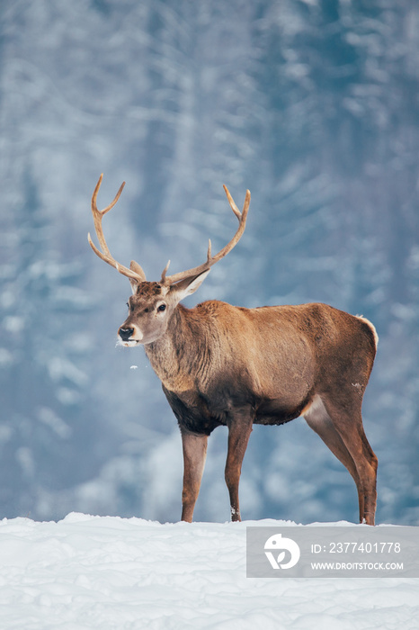 Deer in beautiful winter landscape with snow and fir trees in the background.