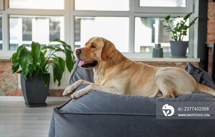 Kindly animal leaning on couch