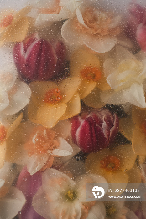 Abstract floral aesthetic background. Colourful narcissus and tulip flowers under the glass plate wi