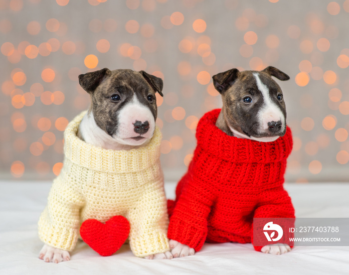 Mini bull terrier puppies sitting on a background of lights. The puppies are dressed in warm red and