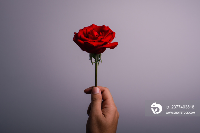 man hand wearing suite with red rose flower on background. holidays card with copy space valentine d