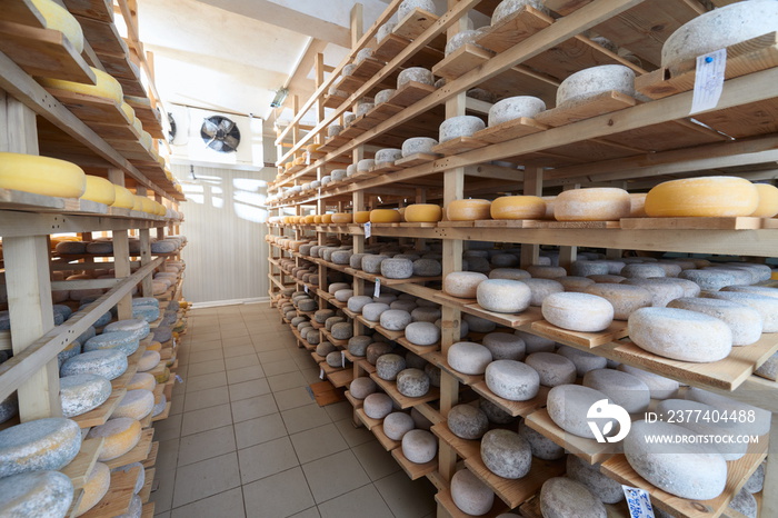 Cheese factory production shelves with aging old cheese