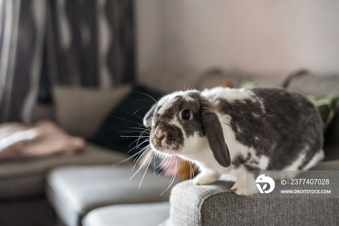 Cute little bunny on the sofa posing to the camera