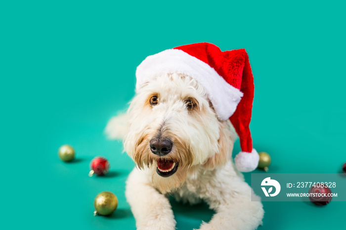 Christmas Dog on Isolated Colored Background