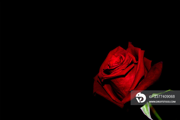 Closeup shot of a bright red rose on a black background