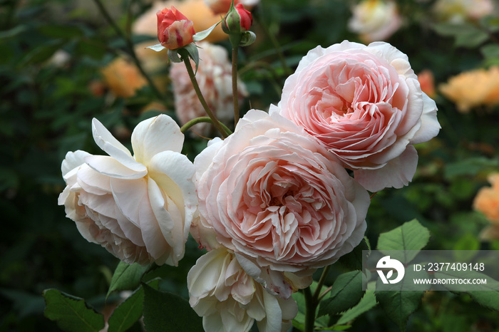 Beautiful and romantic english roses flowers in their natural Environment in the garden with green l