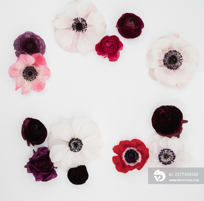 Pink blush and maroon ranunculus and anemone flowers flat lay