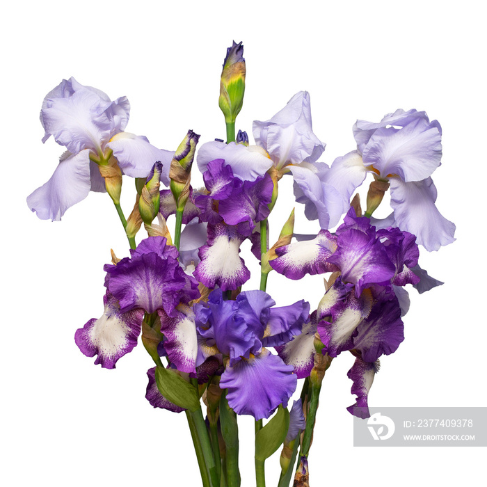 Multicolored bouquet iris flower isolated on white background. Easter. Summer. Spring. Flat lay, top