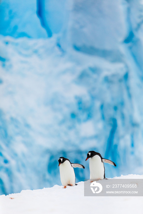 Gentoo penguin couple cuddling, courting, walking in wild nature, near snow and ice caves. Pair of t