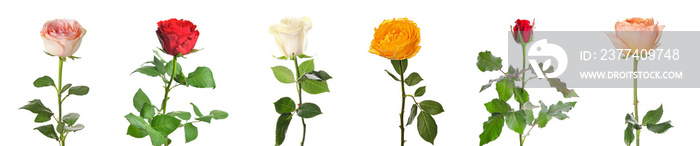 Set of different beautiful roses isolated on white