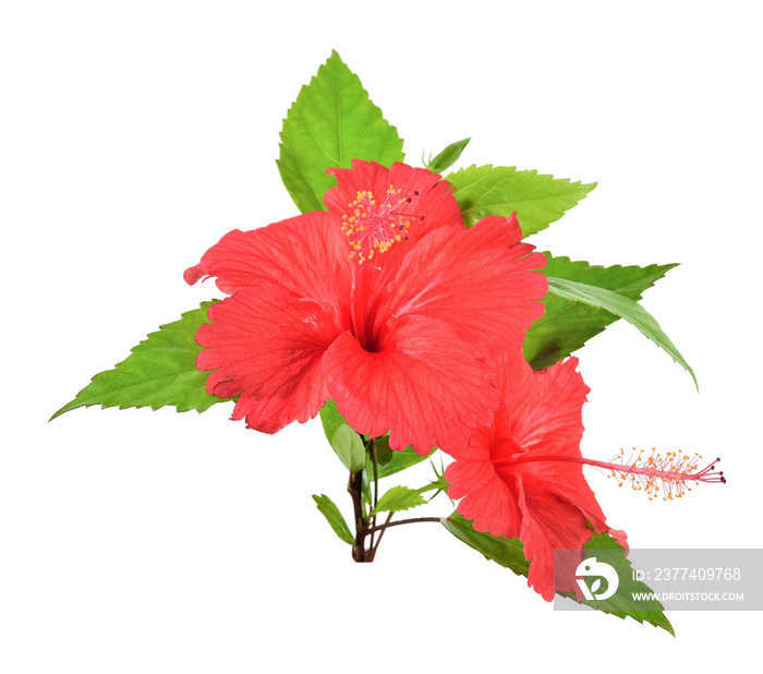 Red Hibiscus flower on the white background