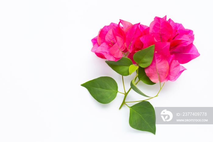 Beautiful red bougainvillea flower with leaves on white background.