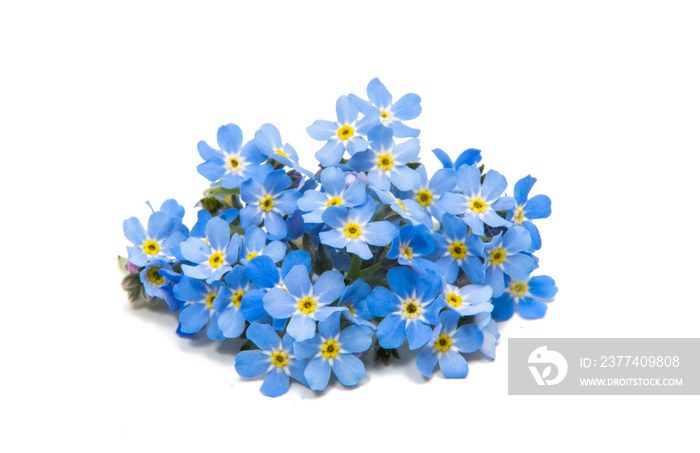 blue forget-me-nots isolated