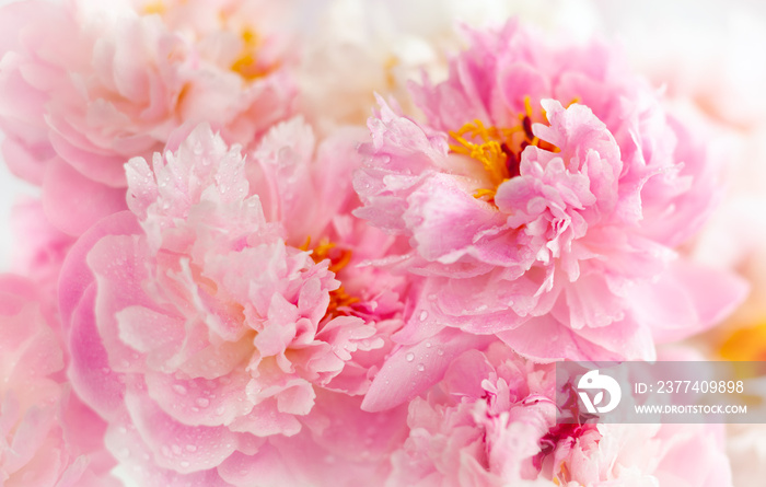 Beautiful peony flowers close-up, macro photography, soft focus. Spring or summer floral background.