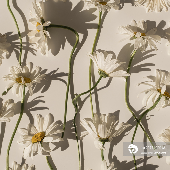 Delicate aesthetic chamomile flower pattern with sunlight shadows on white background