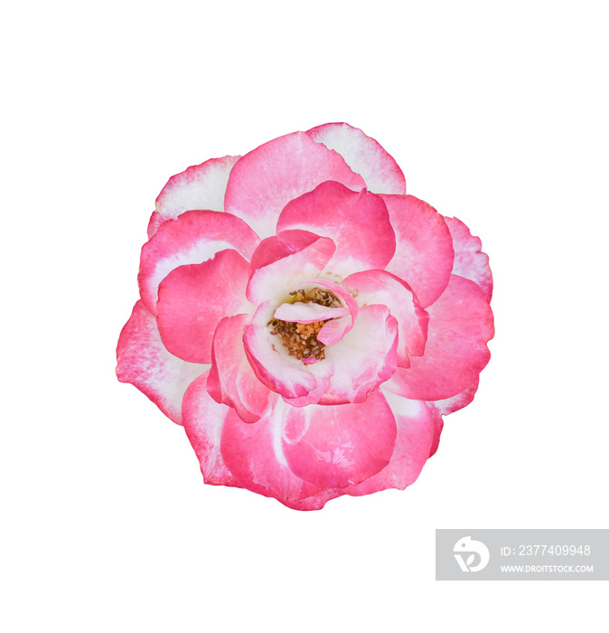 rose flower isolated on transparent background - PNG format.