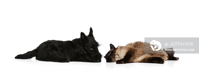 Portrait of beautiful cat and purebred dog isolated on white background. Concept of animal life, friendship, interplay concept. Collage