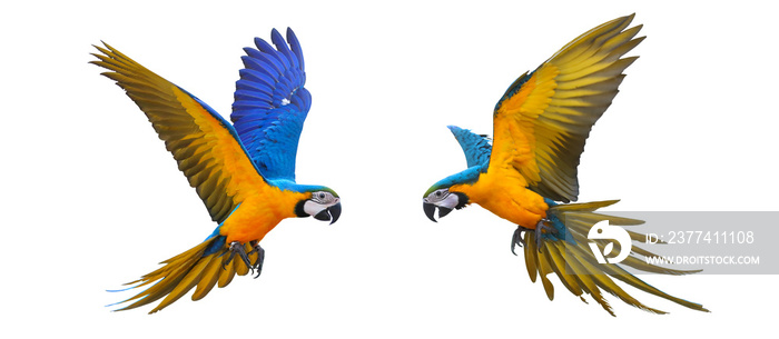 Blue and gold macaw parrot isolated on white