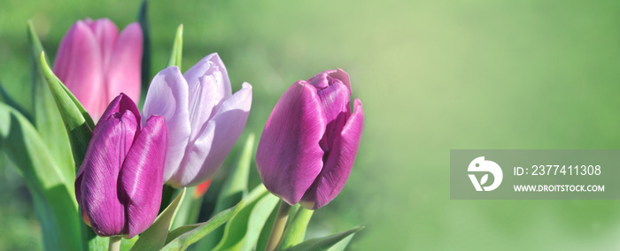 panoramic view on beautiful pink tulips blooming on green background