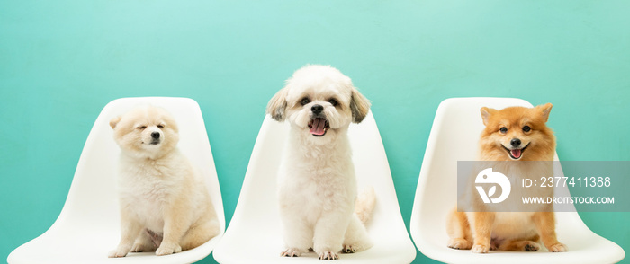 Portrait of little cute dog over green background.