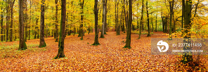 Trees with yellow leaves and fallen leaves in the autumn forest. Panorama. General view.