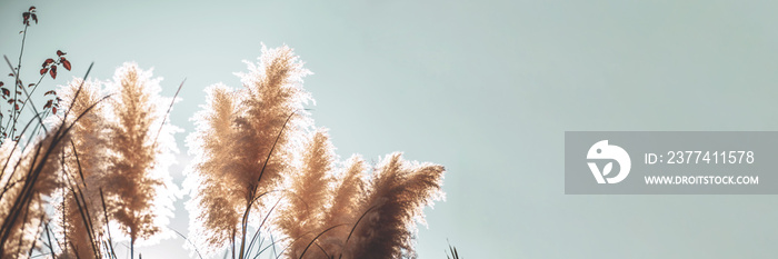 Flower grass community with blue sky Scientific name Pennisetum pedicellatum. Banner