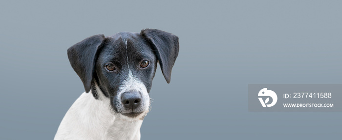 Relaxed domestic dog with copy space and grey background