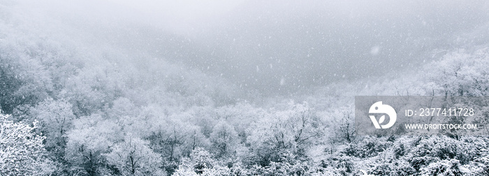 Snowstorm in a forest with frozen frosty trees with fog. Snowy winter landscape. Panoramic nature background.