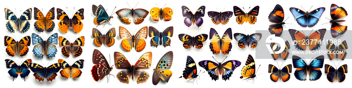 Various colorful butterflies on a white background.