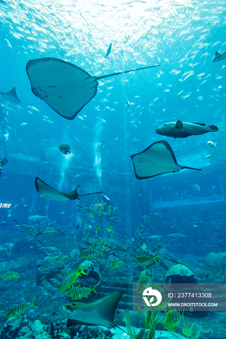 亚特兰蒂斯酒店水族馆