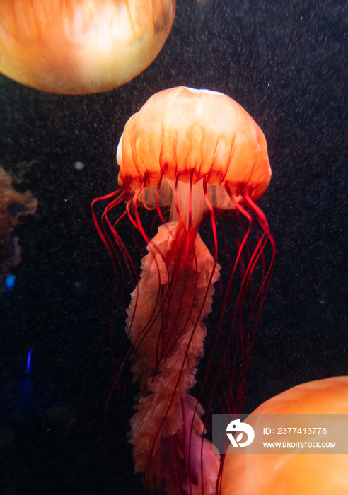 亚特兰蒂斯酒店水族馆